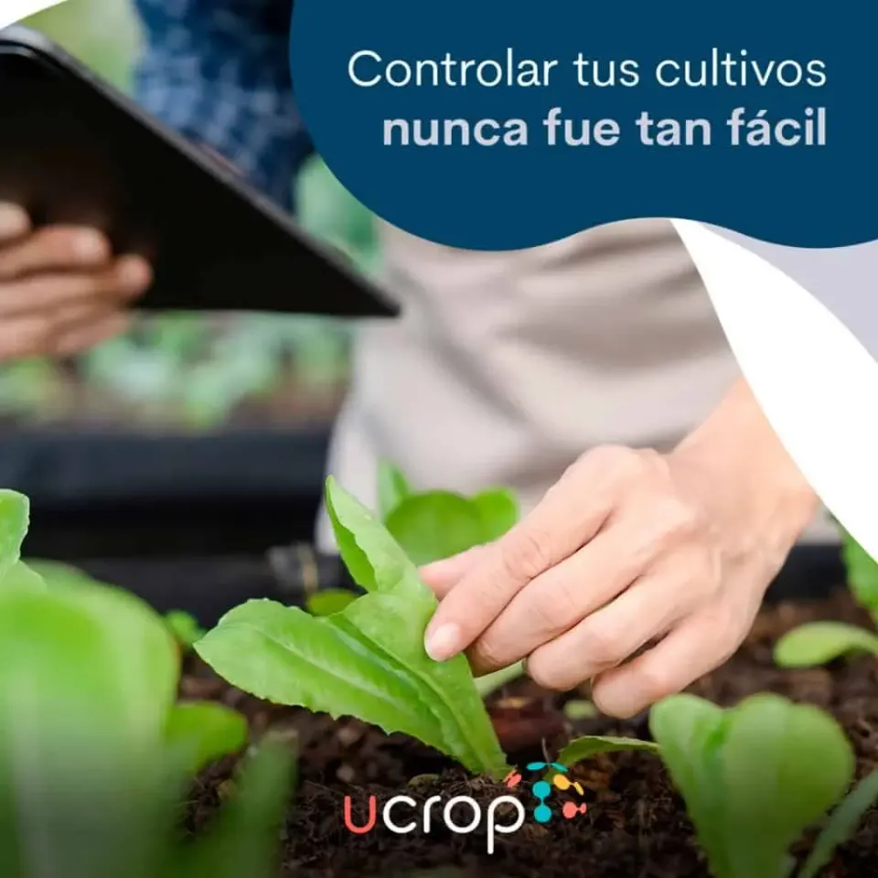 Imagen de un agricultor revisando plantas en un invernadero con tecnología Ucrop.