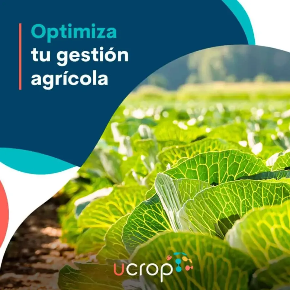 Planta de col en un campo agrícola, promoviendo la optimización de la gestión agrícola.
